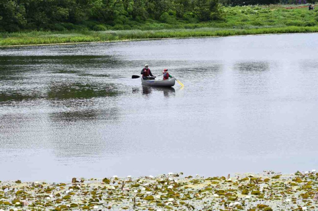 Two people paddling a simple aluminum canoe across a calm lake dotted with lily pads