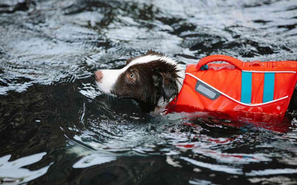 Dog swimming in water wearing an orange life jacket with visible grab handle and reflective stripe