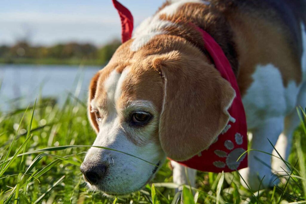 Beagle wearing a red bandana sniffing through grass near the water's edge before its first paddling trip