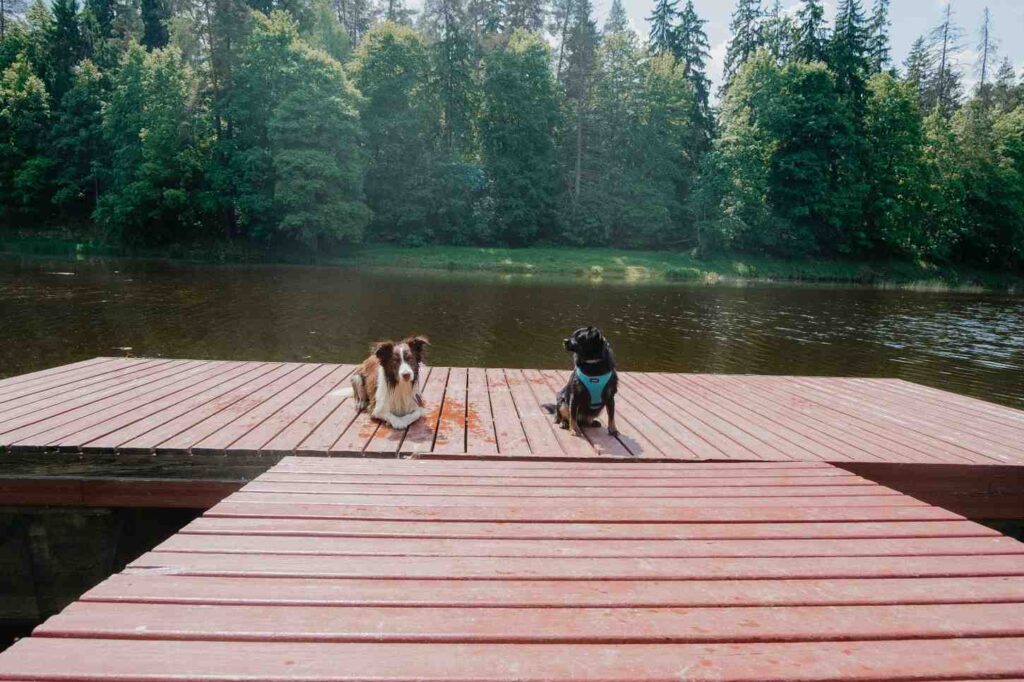 Two dogs sitting calmly on a wooden dock by a quiet lake instead of going out on the water