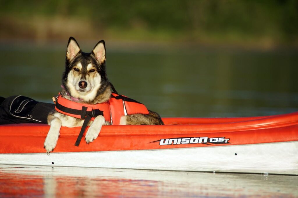 Dog wearing a life jacket resting comfortably in a stable red and white kayak on calm water